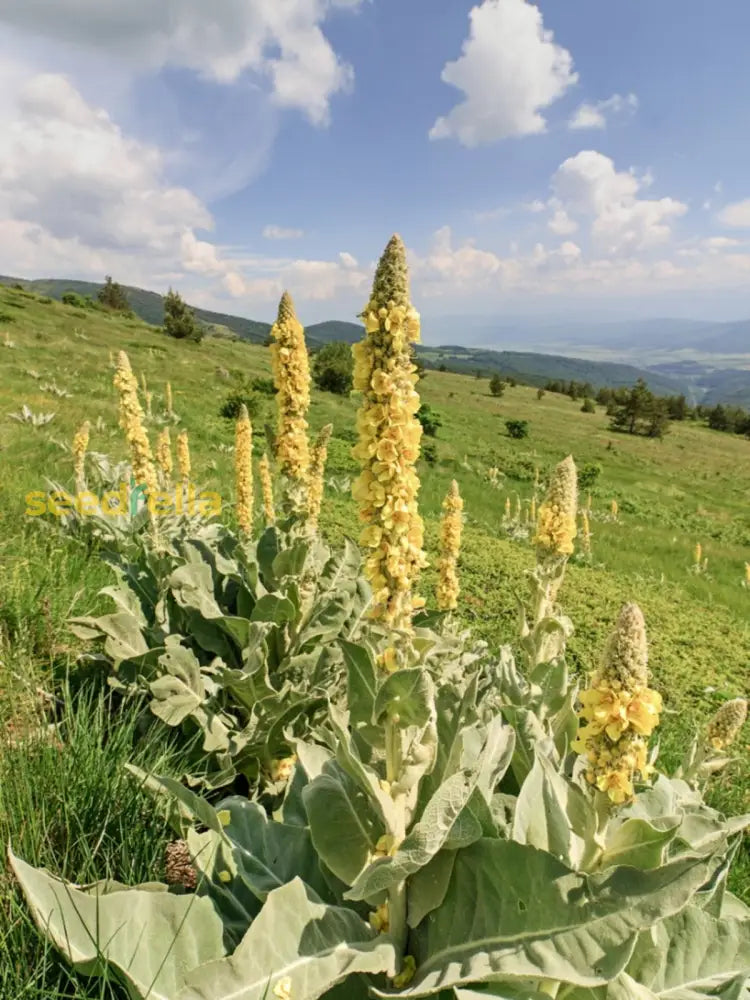 Yellow Woolly Mullein Plant Seeds Planting