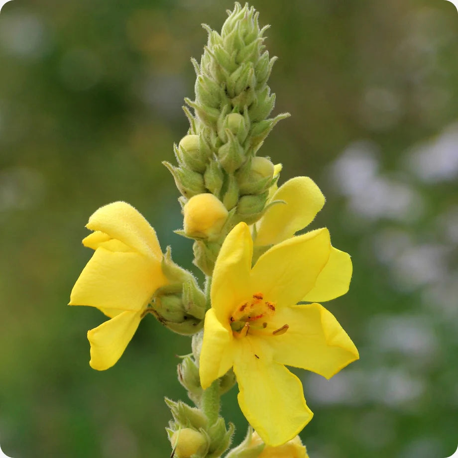 Yellow Woolly Mullein Plant Seeds for Planting