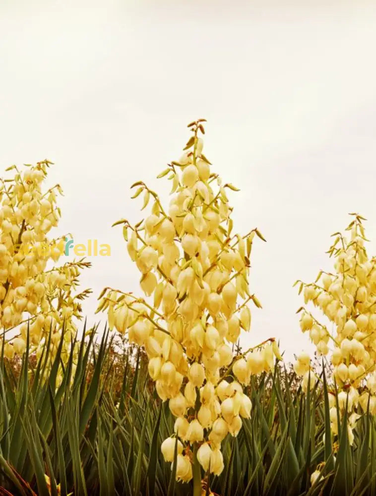 Yellow Yucca Plant Seeds For Easy Planting Flower