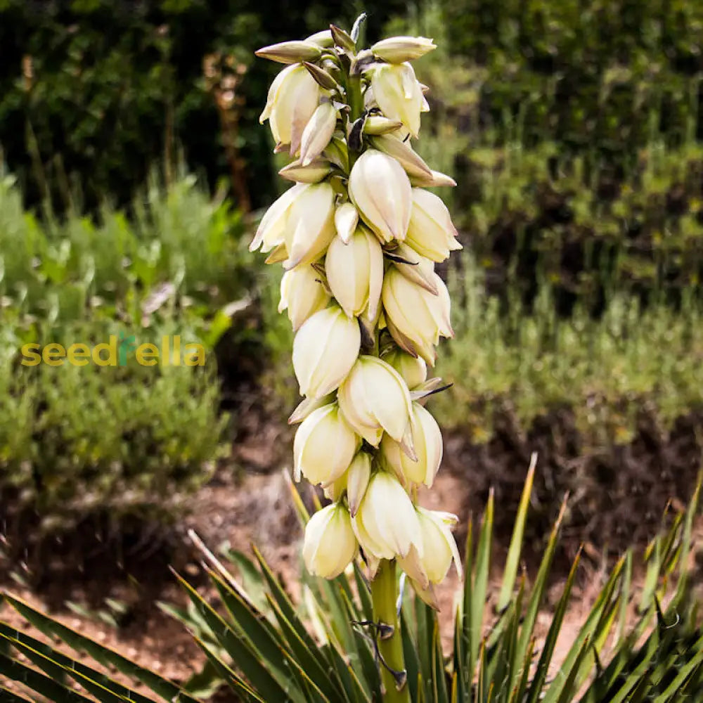 Yellow Yucca Plant Seeds For Easy Planting Flower