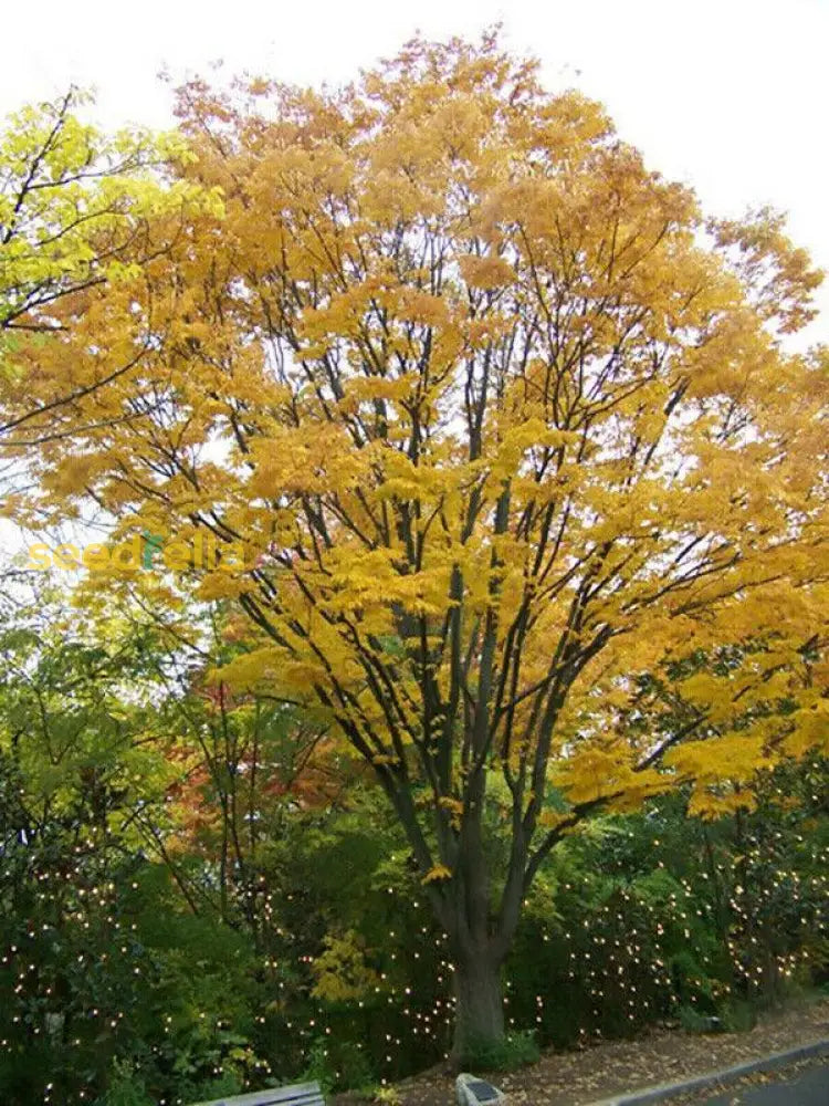 Yellow Zelkova Tree Seeds Planting Guide