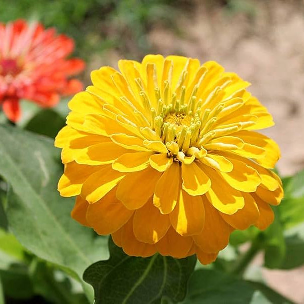 Yellow Zinnia Flower Seeds for Planting