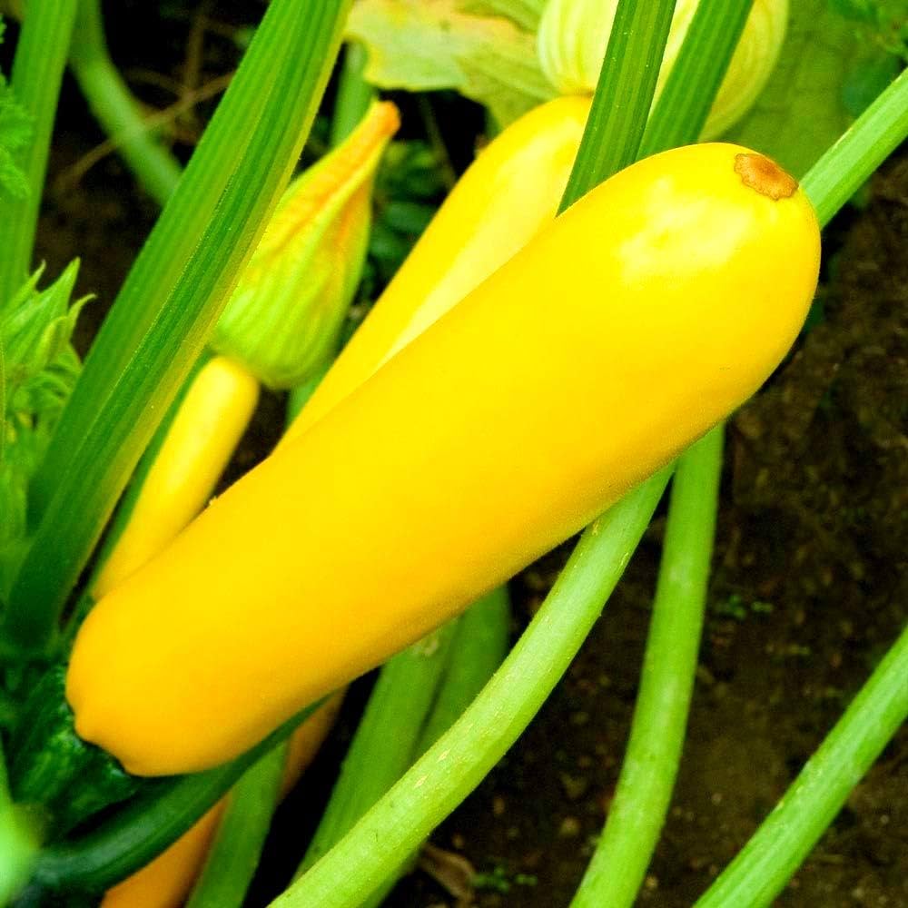 Yellow zucchini seeds for home vegetable gardens