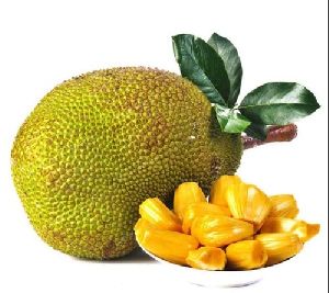 Yellowgreen jackfruit seeds for planting tropical fruit trees