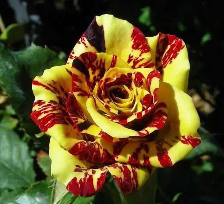 Red & Yellow Rose Flower Seeds - Vibrant Roses For Planting In Your Garden