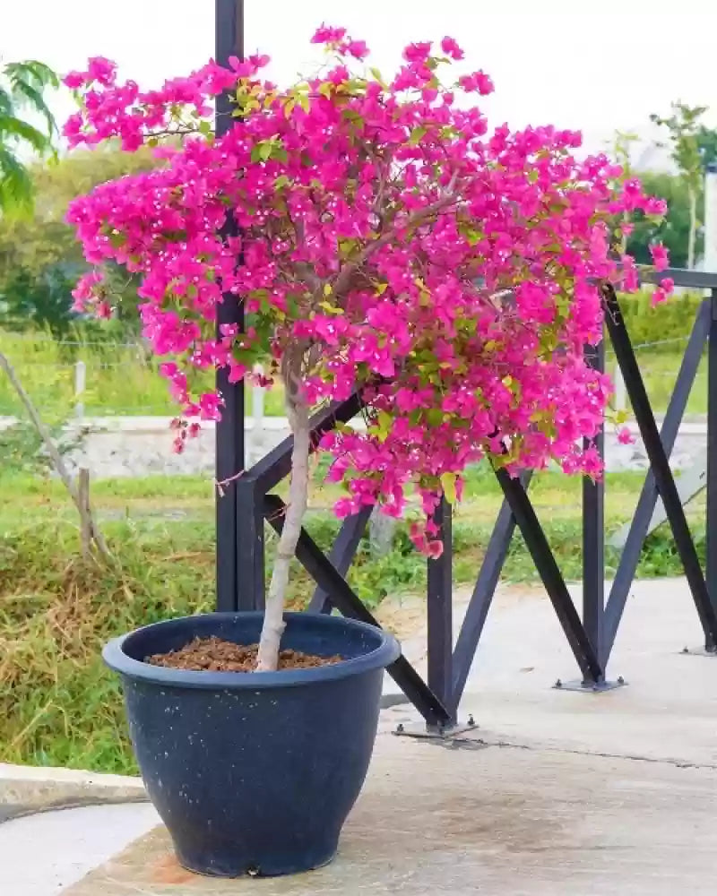 Pink (Pink Bougainvillea) seeds for planting in home garden