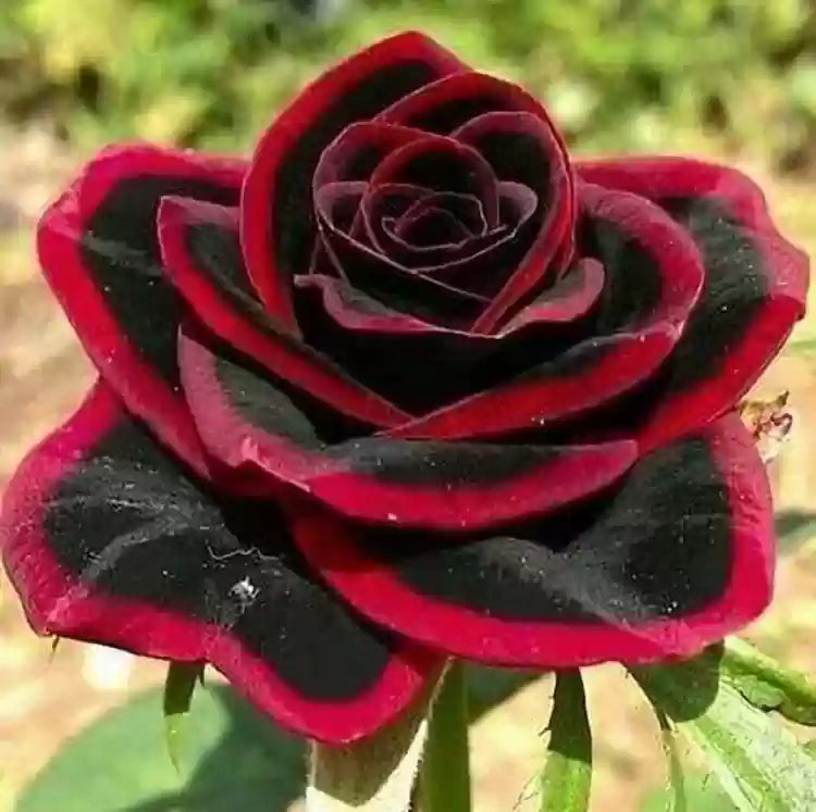 Rare Gray Red Rose Seeds For Planting - Add Unique And Roses To Your Collection