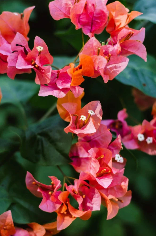 Orange Pink Bougainvillea Flower seeds for Planting Wildflower Mix Heirloom & GMO Free Seeds for Home Garden 
 
 Sale for planting in home garden