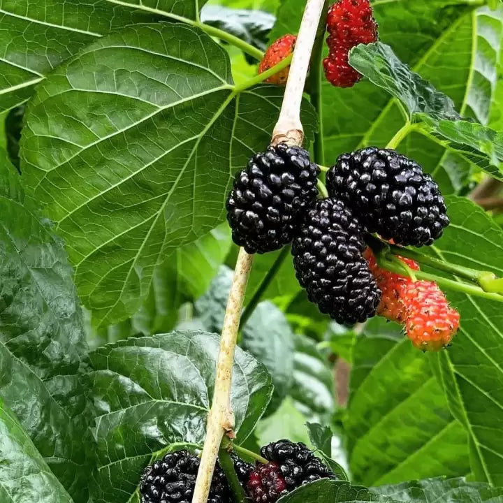 Mulberry (Mulberry Flower) seeds for planting in home garden