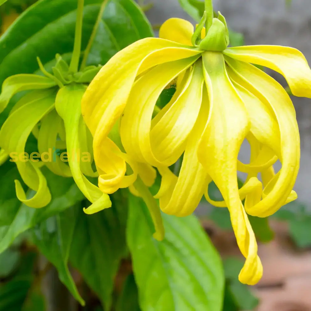 Ylang-Ylang Tree Seeds: Perfect For Planting And Gardening Seeds