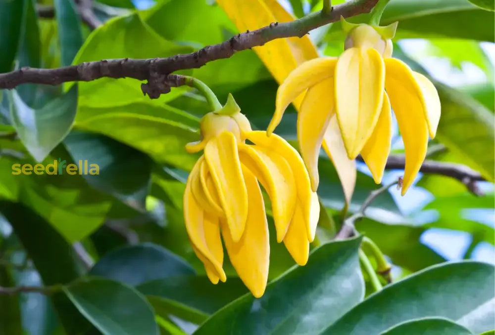 Ylang-Ylang Tree Seeds: Perfect For Planting And Gardening Seeds