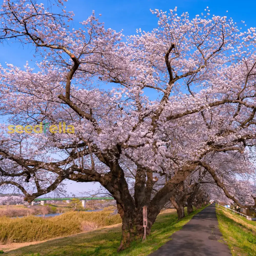 Yoshino Flower Seeds Planting