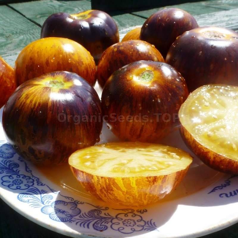 Seedlings of Brown and Yellow Tomato growing healthy and strong