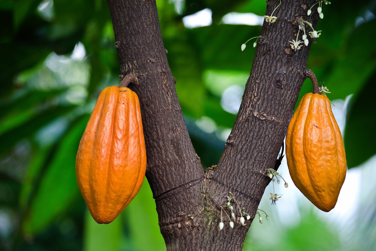 Young cacao tree growing in tropical conditions