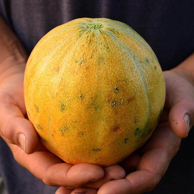 Young cantaloupe seedling growing in pot