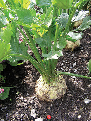 Young celeriac plants growing outdoors