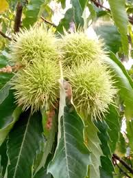 Young Chestnut Tree with Fresh Green Leaves