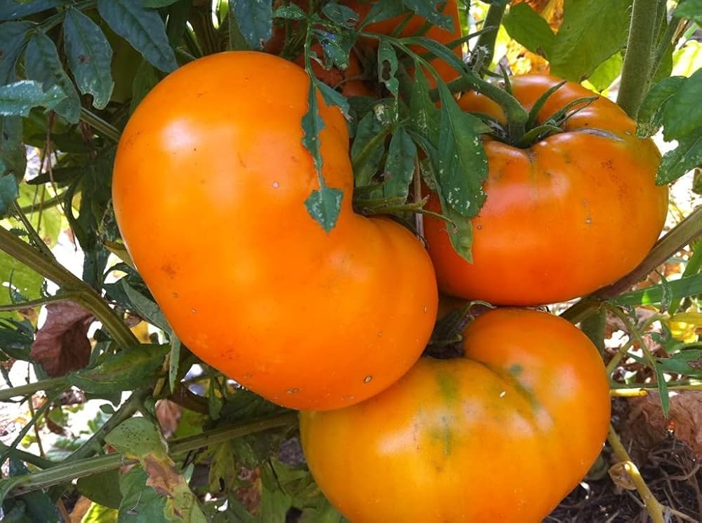 Dark Orange Tomato seedlings growing healthy and strong