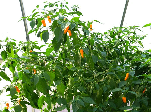 Healthy Datil pepper seedlings growing strong