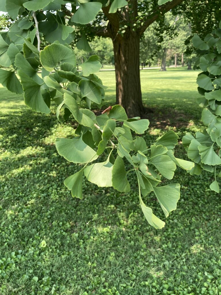 Young Ginkgo Biloba tree growing from seeds