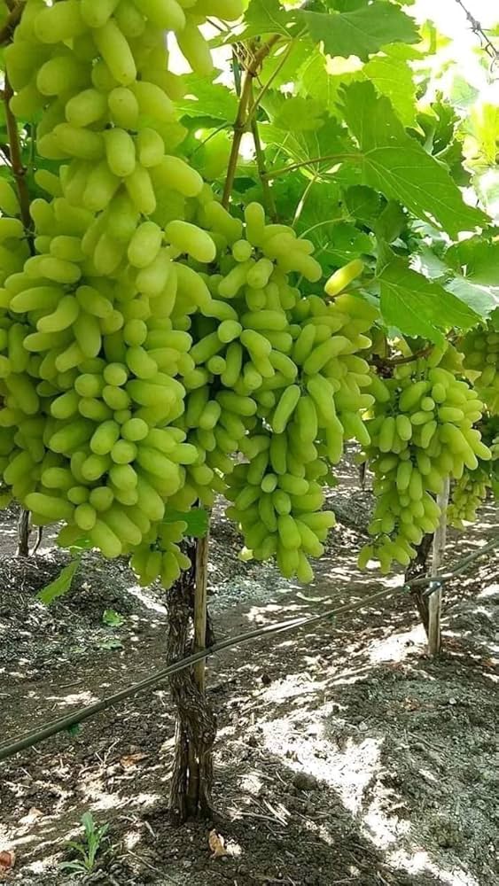 Young grapefruit seedling growing in pot