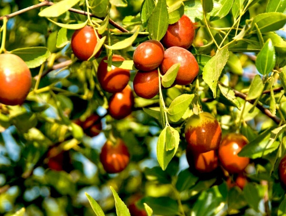 Young jujube tree growing in tropical garden