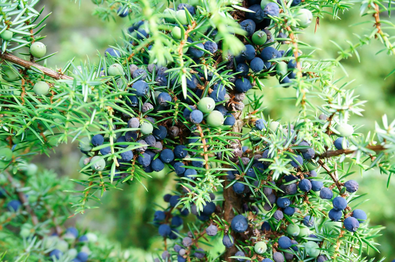Young juniper shrubs growing in full sun