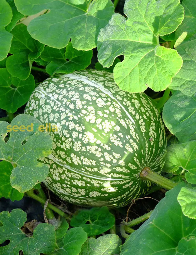 Young Malabar gourd fruit developing on the vine
