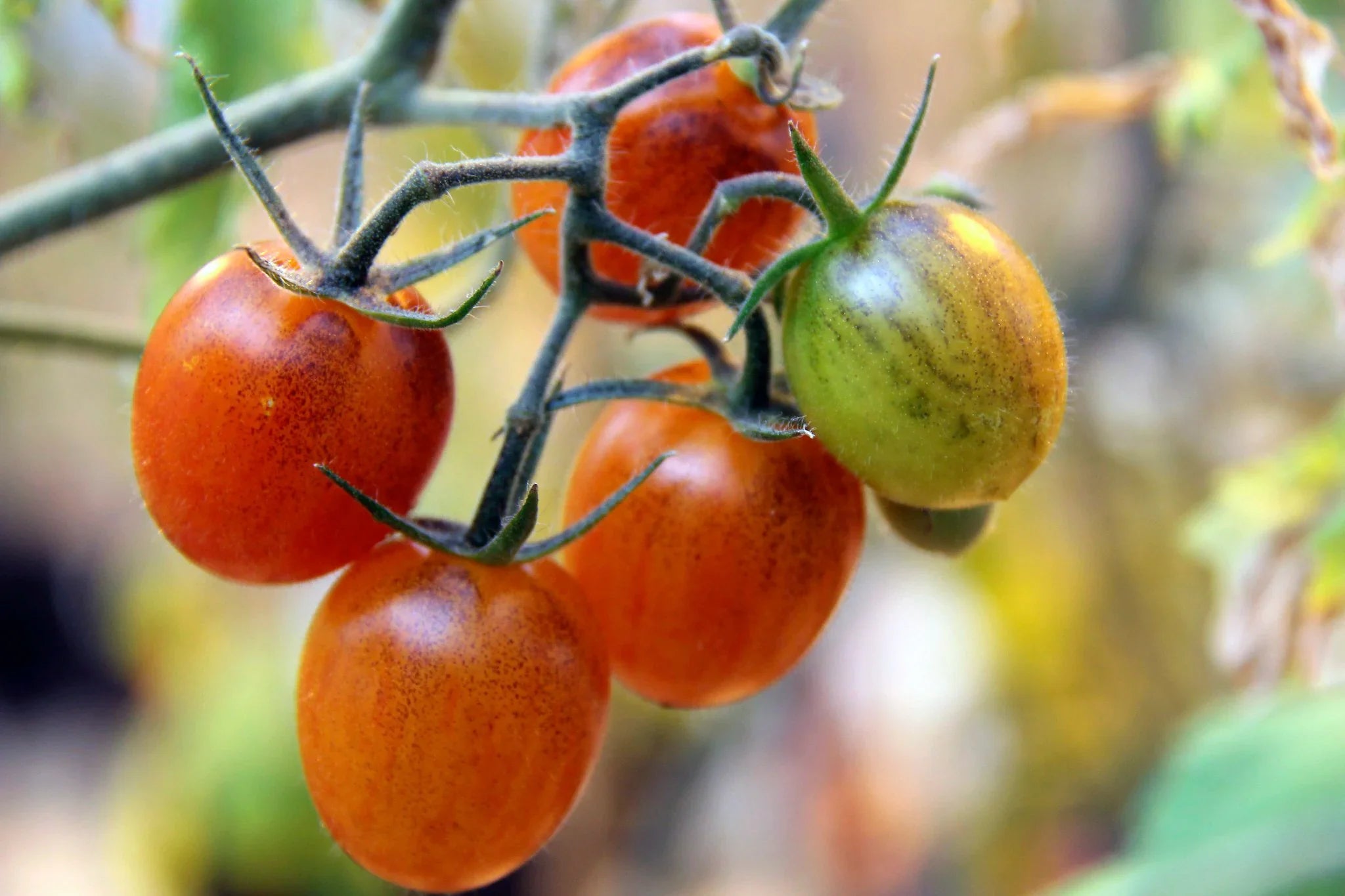Seedlings of Orange Tomato growing healthy and strong