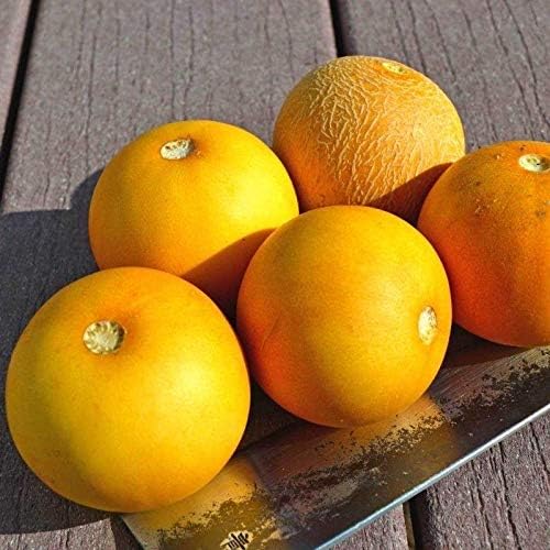 Young Peach Melon seedling growing in pot