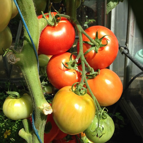 Seedlings of Red and Yellow Tomato growing healthy and strong