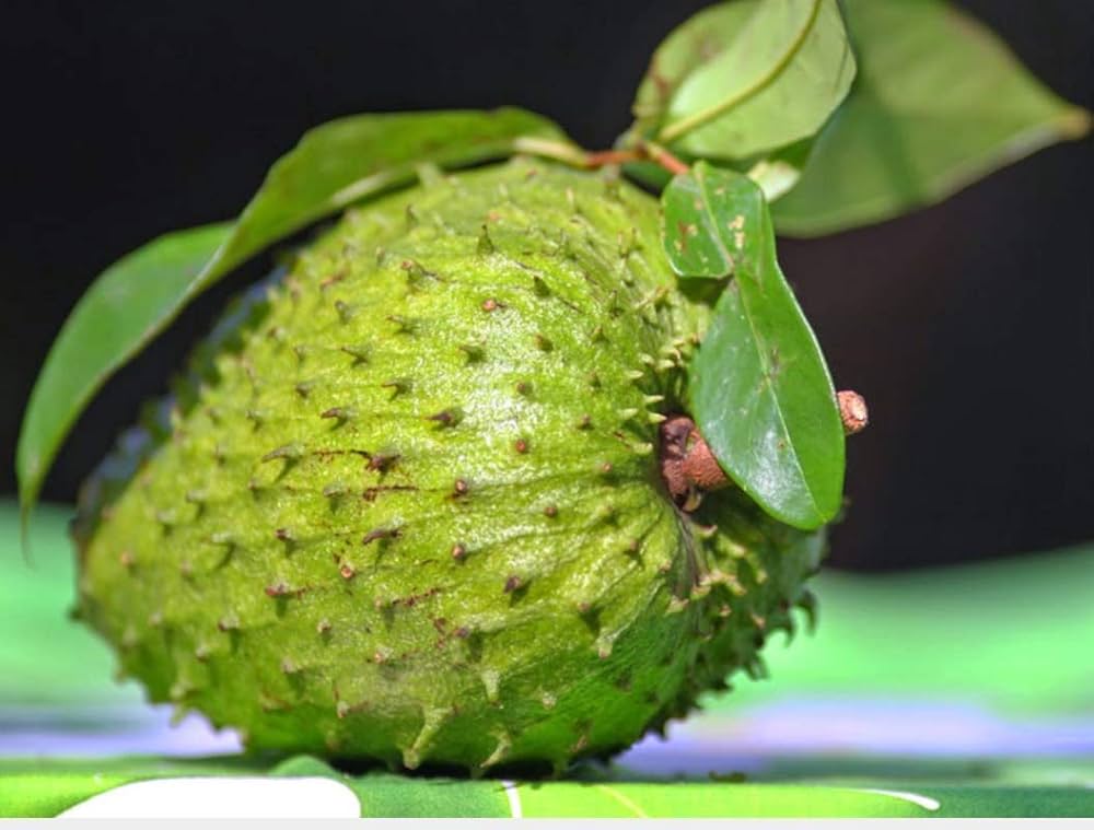Young soursop tree seedling growing in a pot