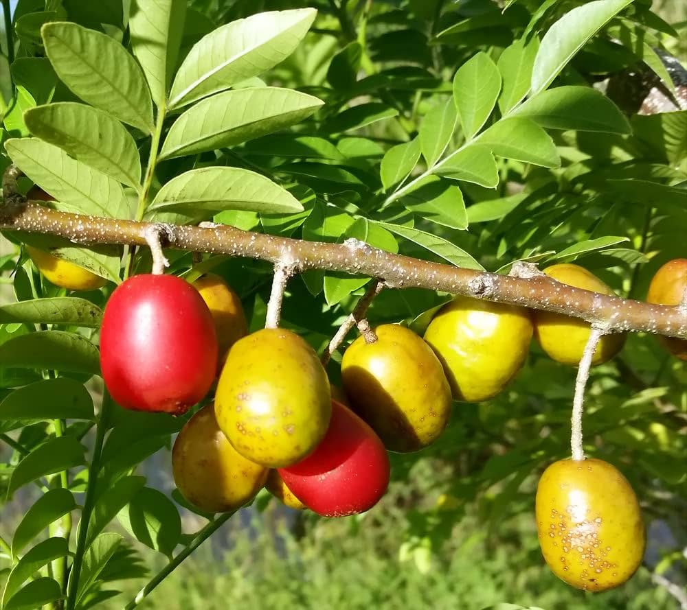Young Spondias fruit tree in home orchard