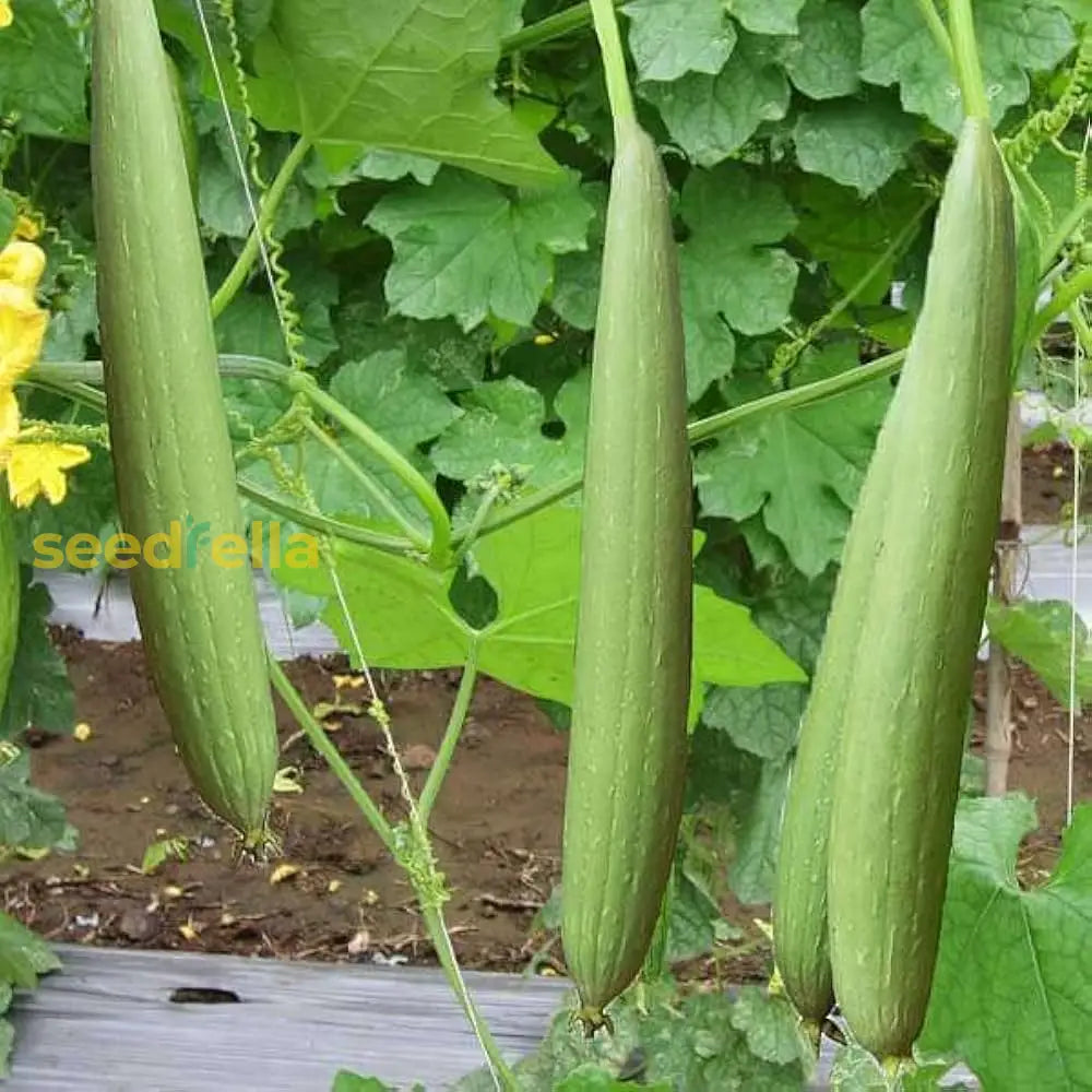 Young trombocino squash seedlings emerging