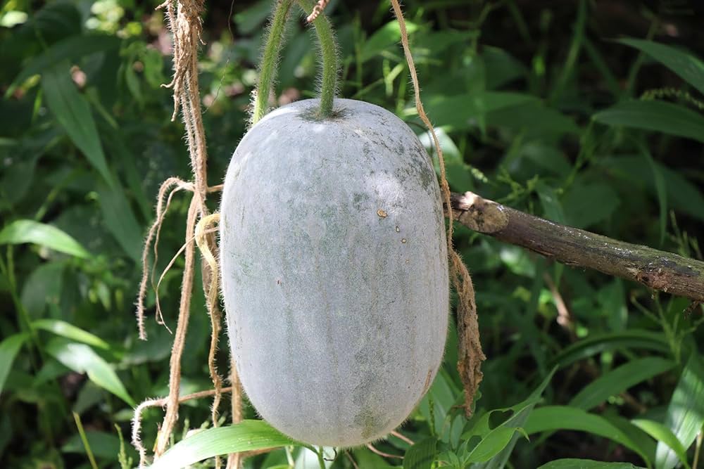 Young winter melon fruit forming on the vine