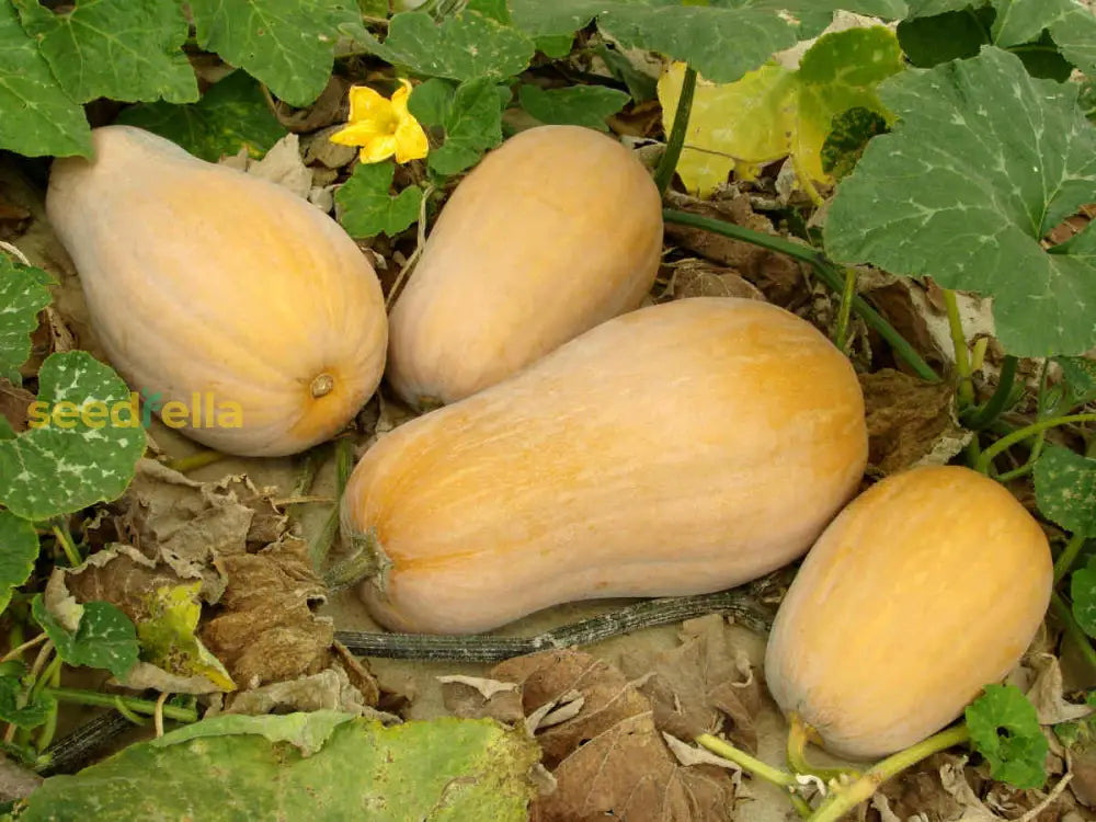 Young Yellow Butternut squash forming on the vine