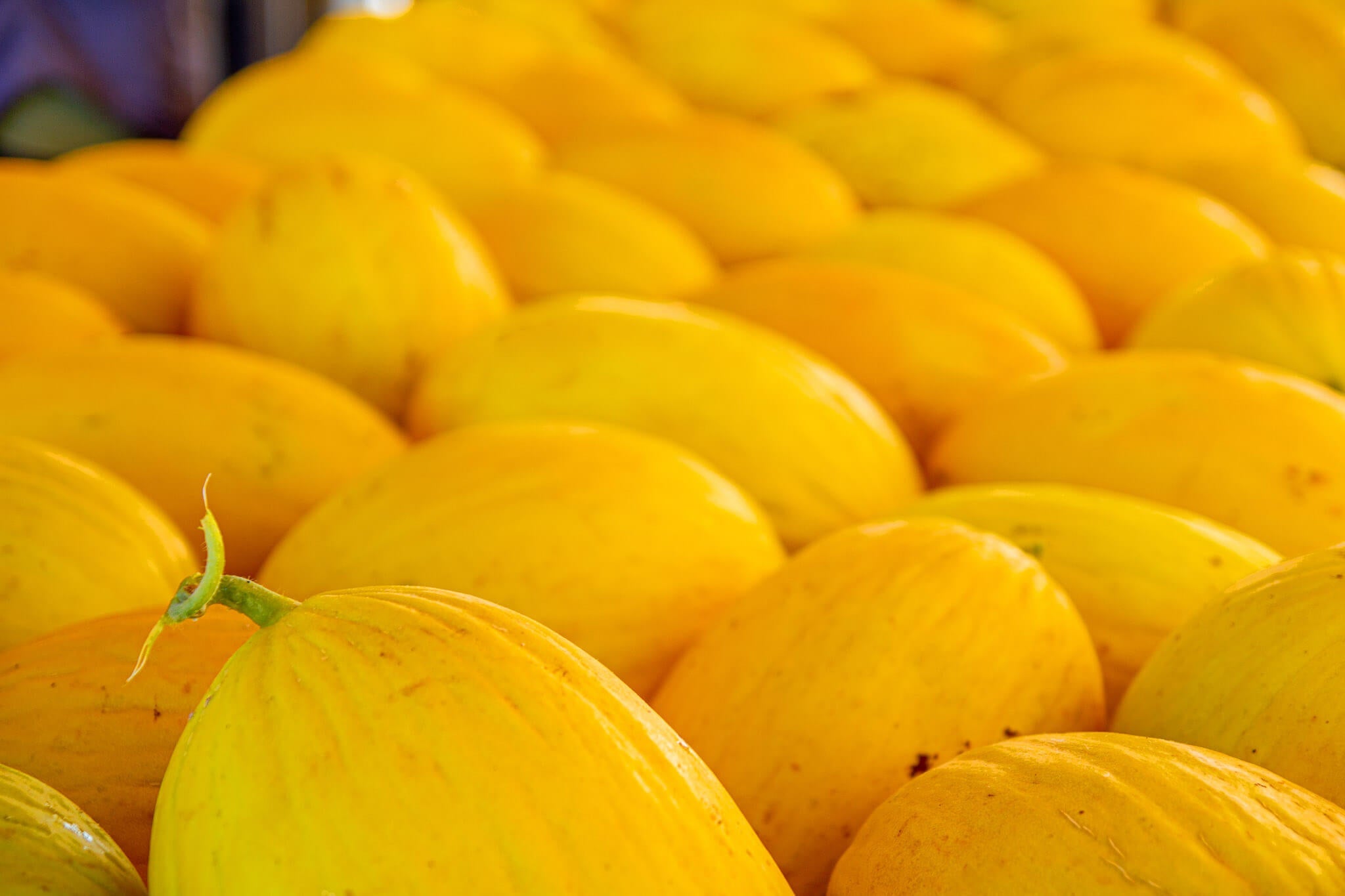 Young yellow melon plants growing in full sun