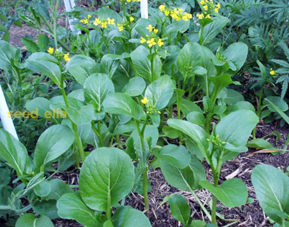 Yu Choy seeds growing guide