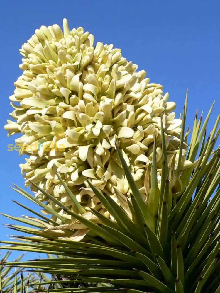 Yucca Brevifolia Seeds For Easy Planting Plant Seeds