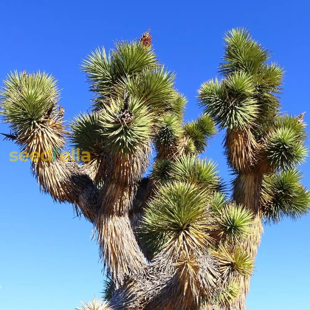 Yucca Brevifolia Seeds For Easy Planting Plant Seeds