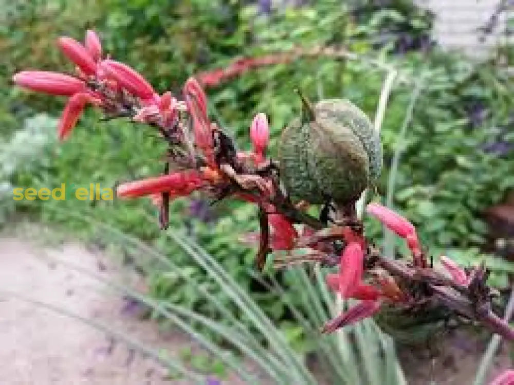 Yucca Planting Flower Seeds For Desert Red