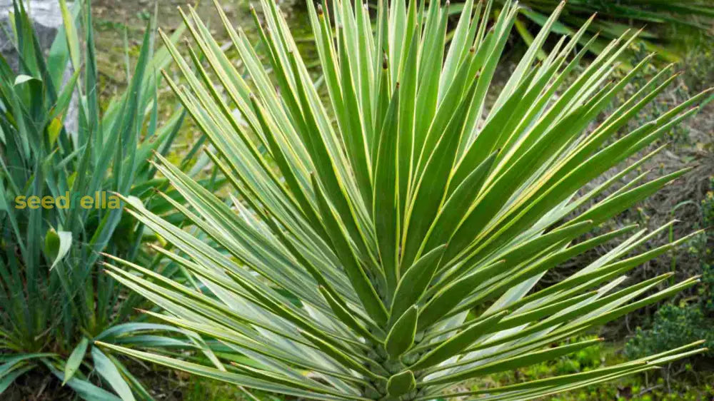 Yucca Planting Seeds For Hardy Landscapes