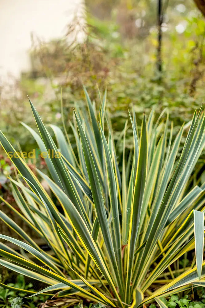 Yucca Planting Seeds For Hardy Landscapes