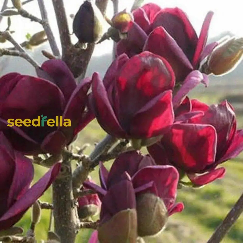 Yulan Magnolia Flower Planting Seeds