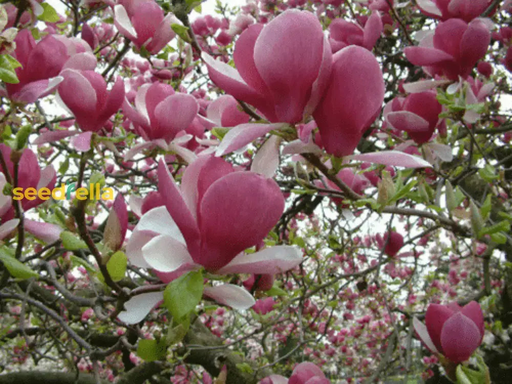 Yulan Magnolia Flower Planting Seeds