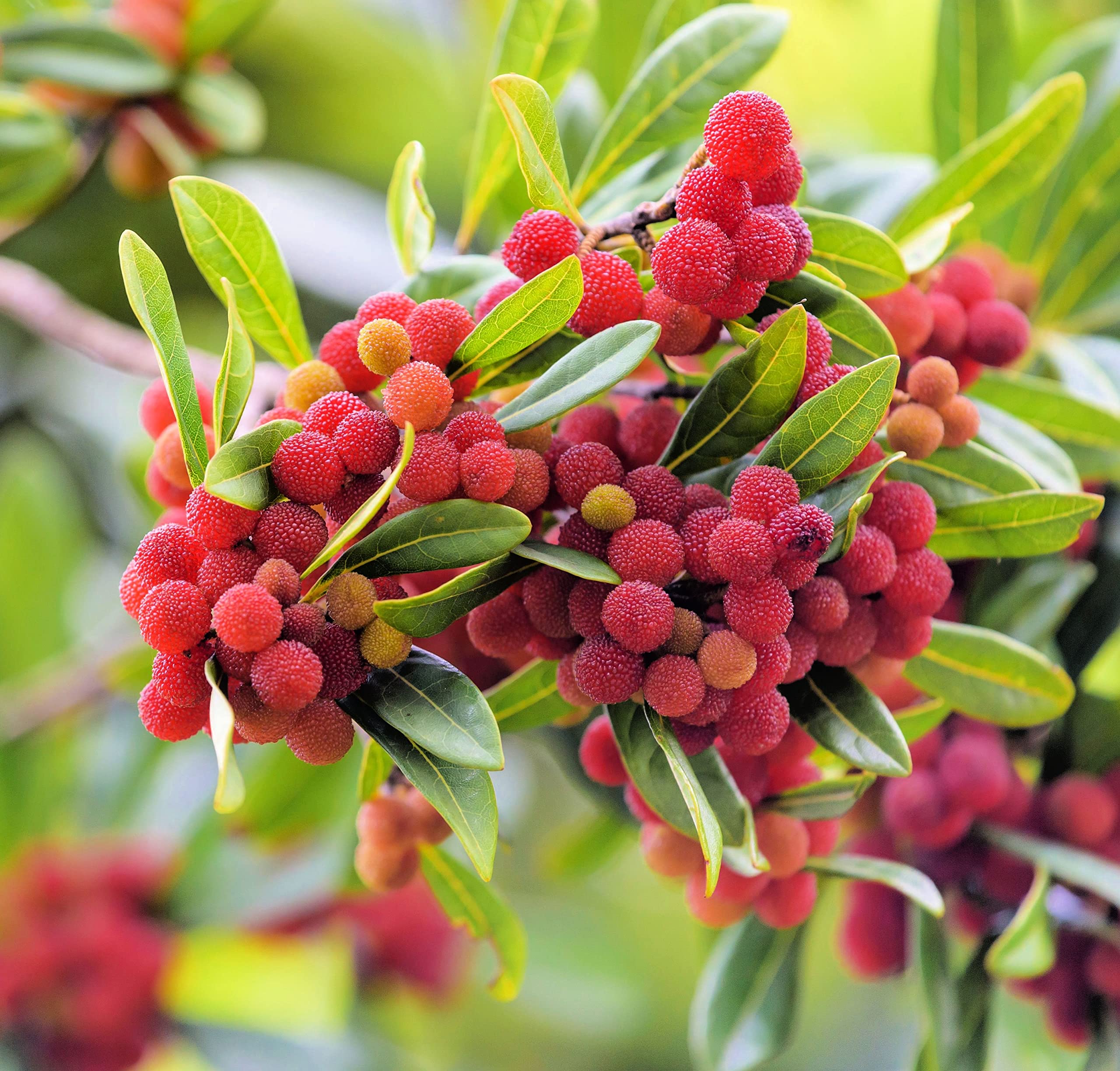 Yum Berry Fruit Seeds for Planting, Easy Guide for Growing Thriving Berry Bushes