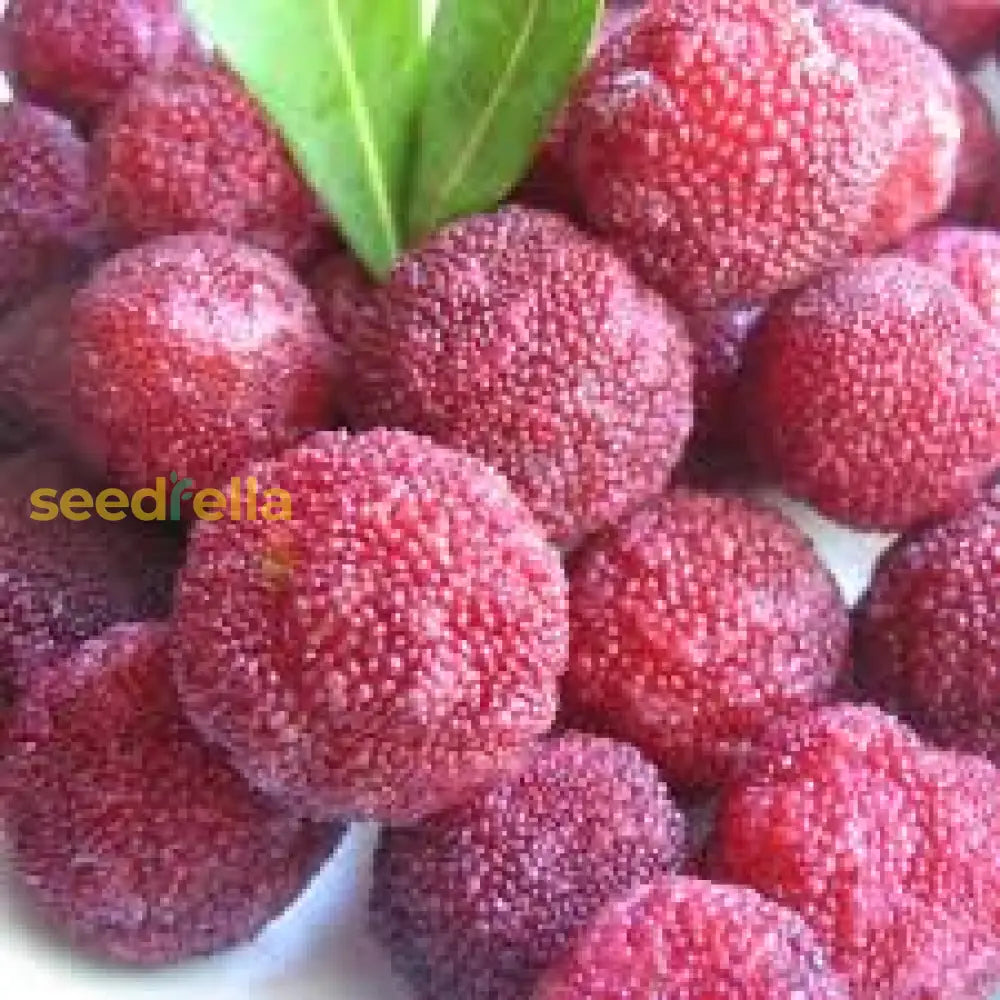 Yum Berry Fruit Seeds Planting - Seed For Thriving Bushes In Your Garden