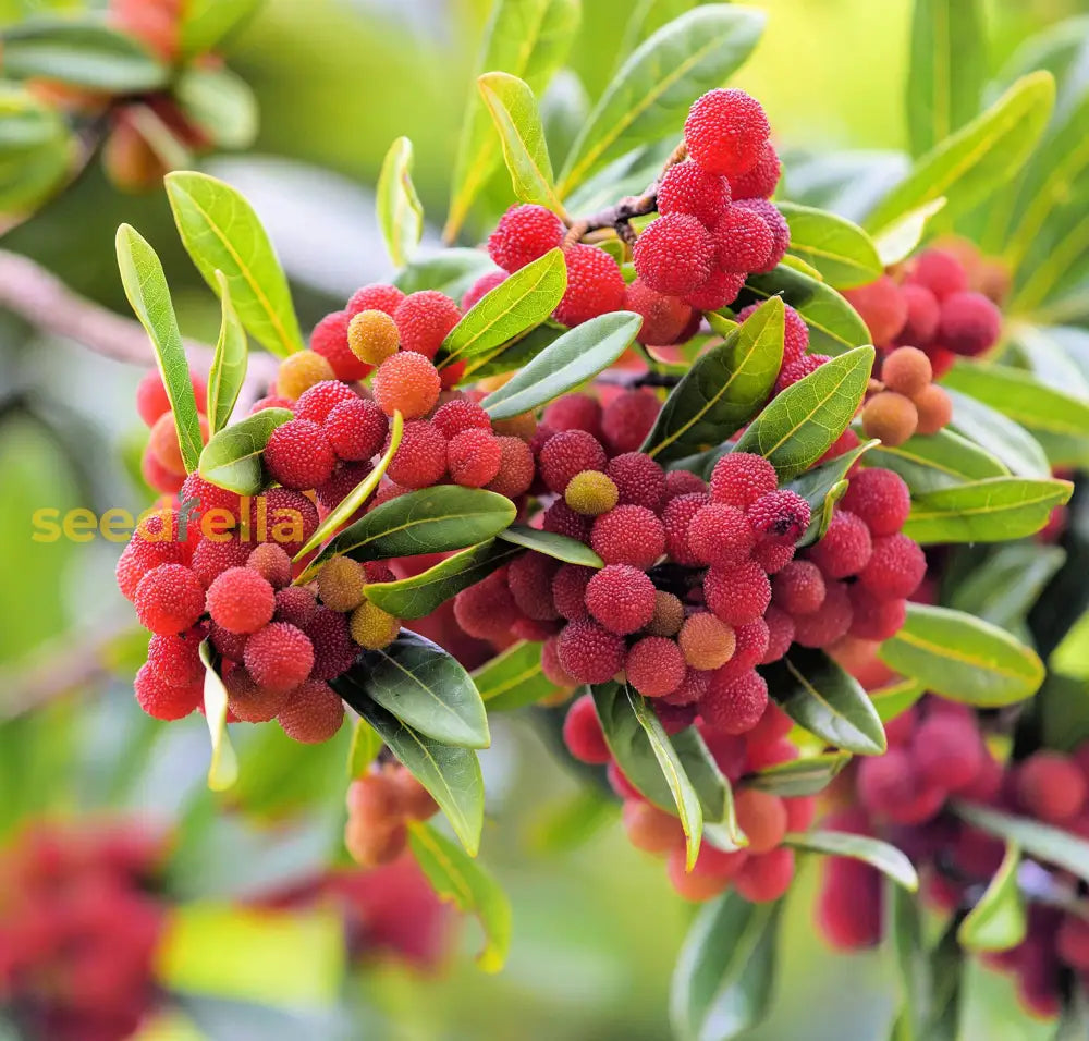 Yum Berry Fruit Seeds Planting - Seed For Thriving Bushes In Your Garden