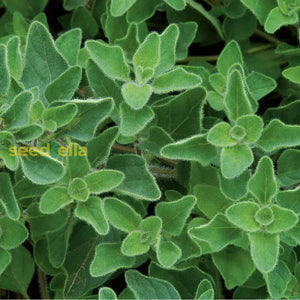 Buy Zaatar Plant Seeds Planting