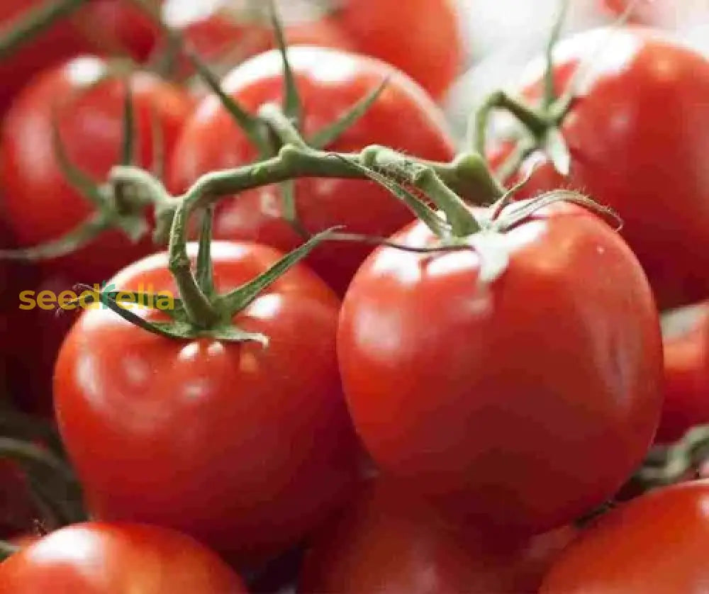 Zac Tomato seeds heirloom variety for home planting